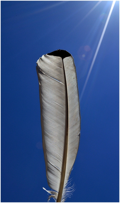 Ibis feather
